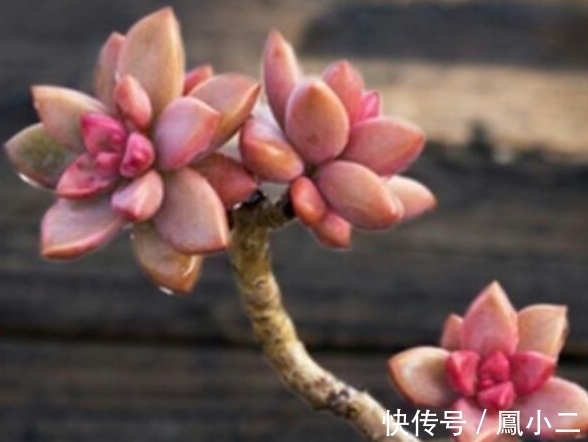 黑腐|天冷养多肉有7怕,做好7件事多肉不黑腐冻伤安全越冬