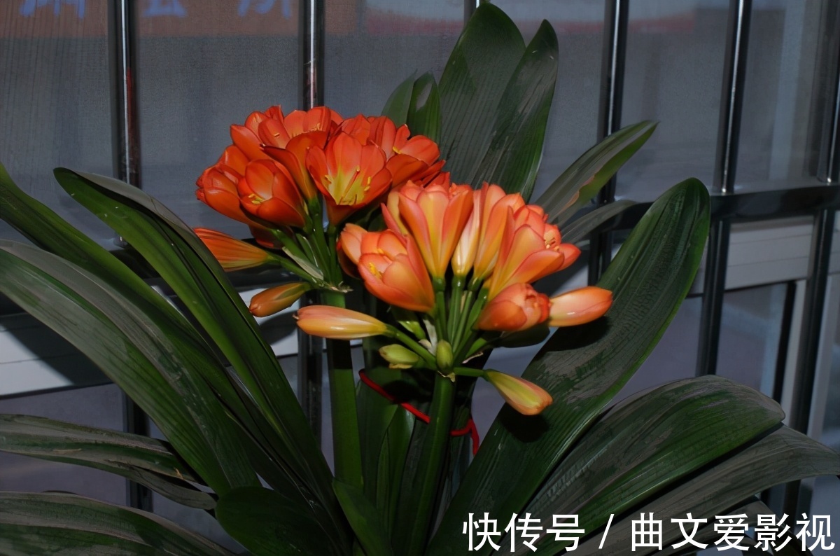 养君子兰|别郁闷,君子兰盆栽不开花了,满足4个条件,花开得停不下来