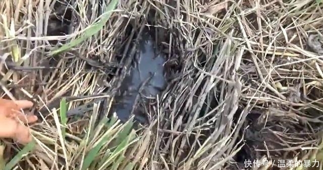 现在还有这种农田?扒开草皮,烂泥里一群野鱼,轻松抓一盆