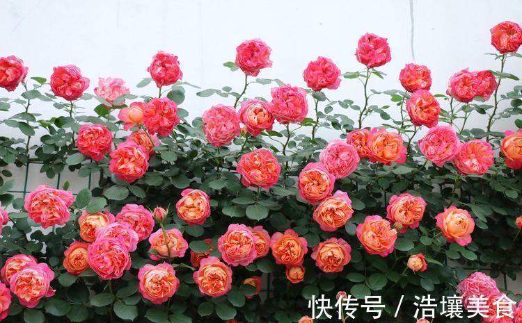 根部|好养易活的几款花,沾点水就疯长,开花勤还爱爆盆,全年开花不停