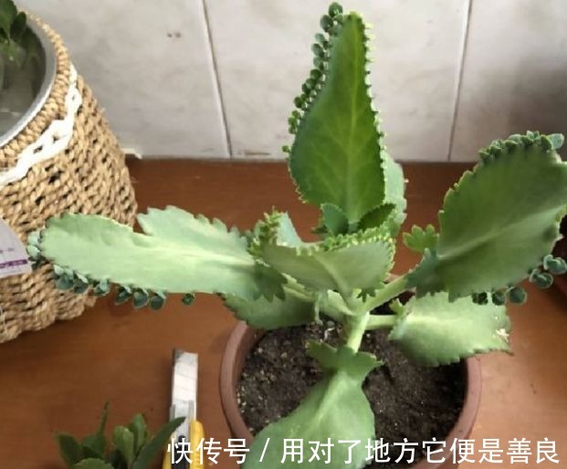 长寿花“嫁给”不死鸟，不怕黄叶，不怕烂根，变成“不死长寿花”