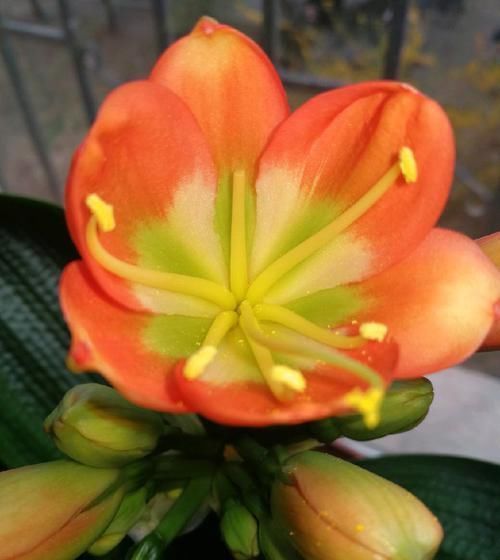 头次见用“它”浇君子兰,怪不得叶子又宽又绿,太实用了