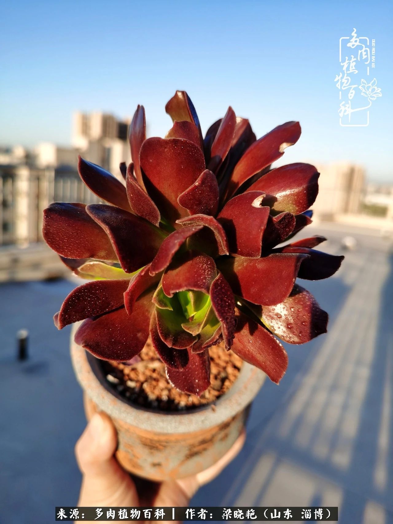 多肉植物|暑往秋来，夏天成了故事，迎来多肉最美的季节！