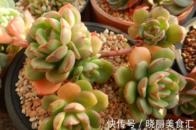 叶有红边且状若玫瑰,它就是多肉艾格尼斯玫瑰,爱它现在就买它!