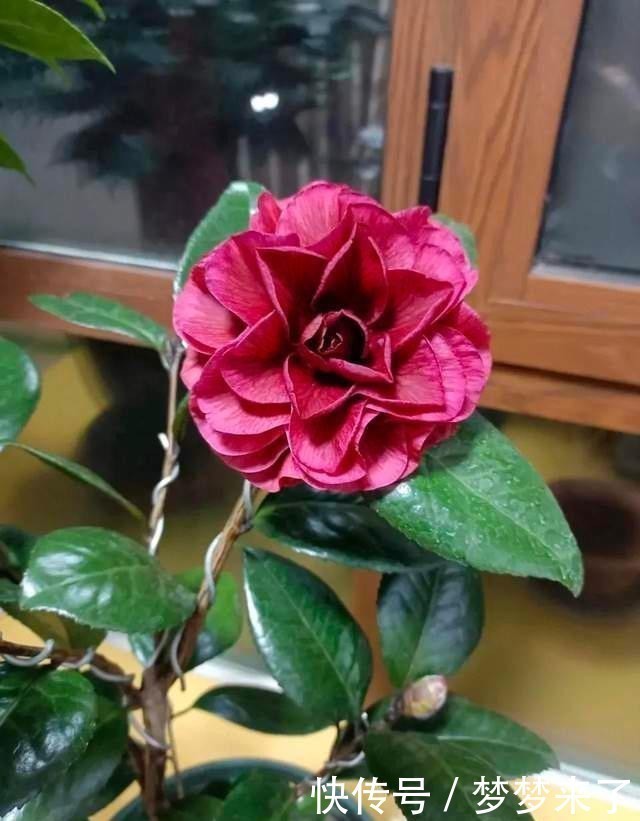 花根壮|养花常备4种水,每月用一次,叶子亮,花根壮!