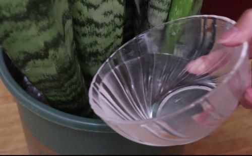 施肥|花盆里撒点小苏打,一年不施肥,花儿叶片浓绿不生虫,后悔才看到