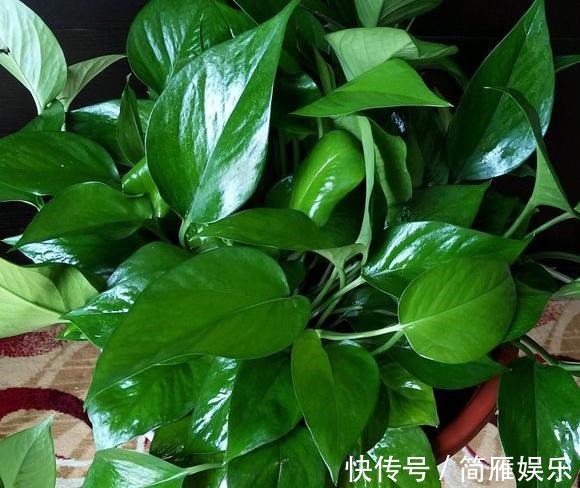 花卉|悄悄告诉你,养花高手都会的10个“小妙招”,学会以后,事半功倍