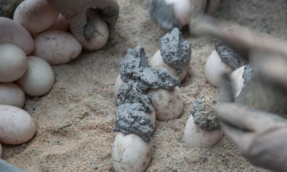 皮蛋是怎么制作出来的？哪些人最好少吃皮蛋