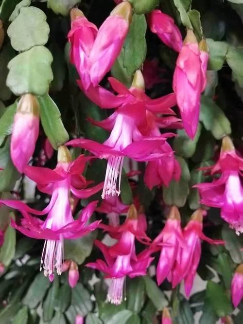 仙人掌科|养了5年的蟹爪兰,原来是个“假货”,看看你家的是什么?