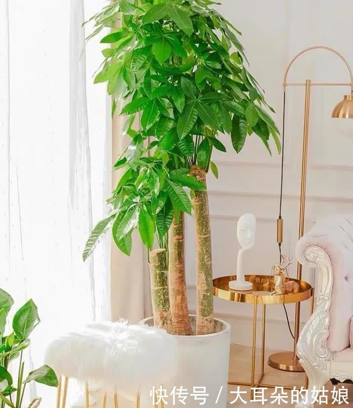 客厅|客厅养花,建议爱花人养3种,个个添好运