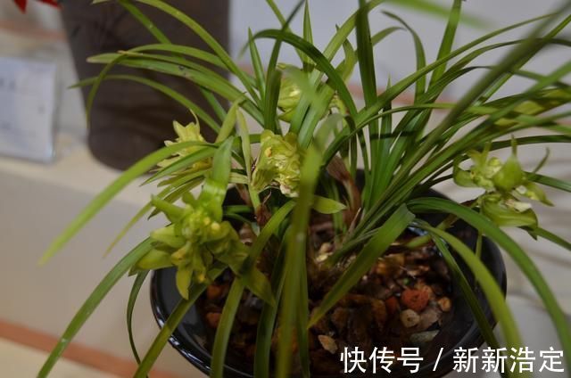 一番话|养兰花究竟有多难?听了王姐一番话才知道,原来的养护方法都错了