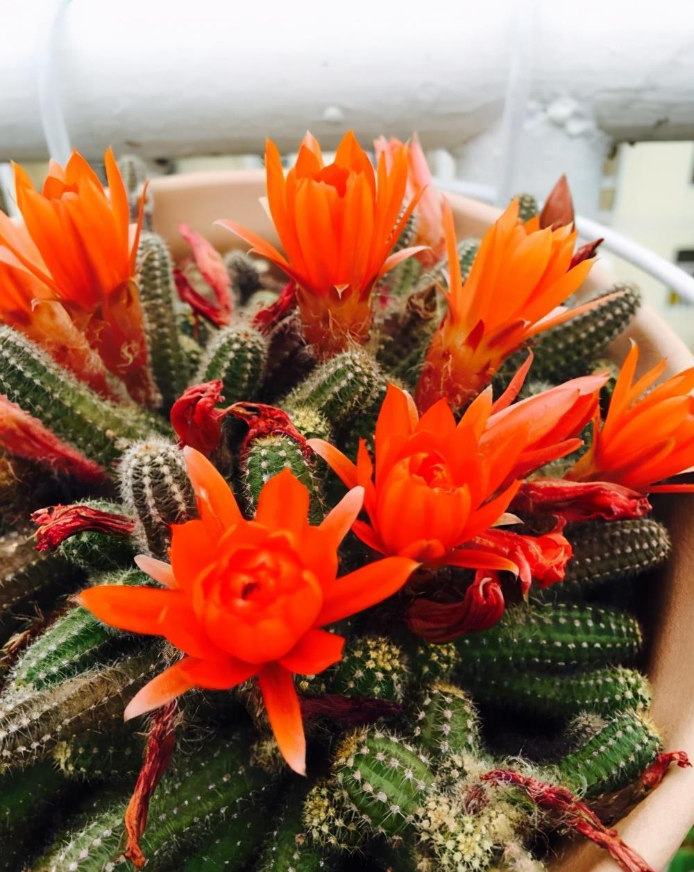 赏花|4款可以开花的多肉植物，观叶赏花都好看，皮实好养，适合新手