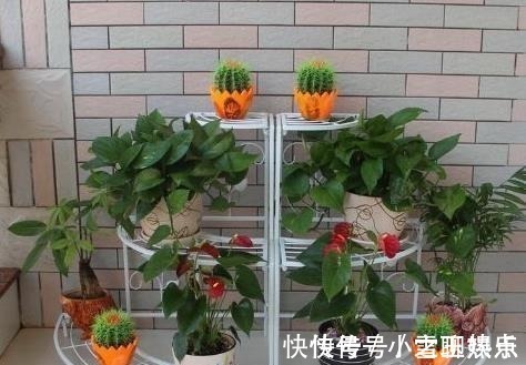 花卉|这3种“酸水”,隔7天给花倒一点,比生根水都给力,养1盆爆1盆!