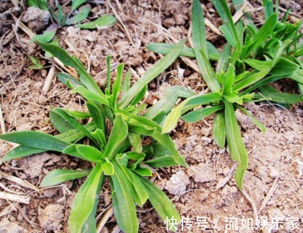 野菜|麦地里的”野菜“，城里人当杂草，殊不知功效丰富价值珍贵