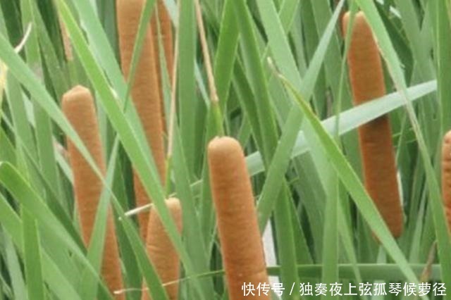 1种野草像“香肠”,若在池塘边看到它,请爱惜,珍贵、有价值!