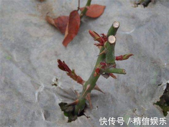 小技巧|学会3个扦插小技巧,不花钱就能养花,生根发芽快,呼呼长满盆!