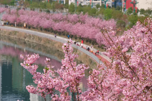 老年|贵州锦屏：樱花盛开春意浓