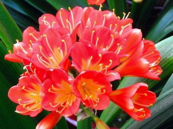 此款花卉比玫瑰还美,漂亮且花期长,烂漫迷人,开花娇艳惹人爱