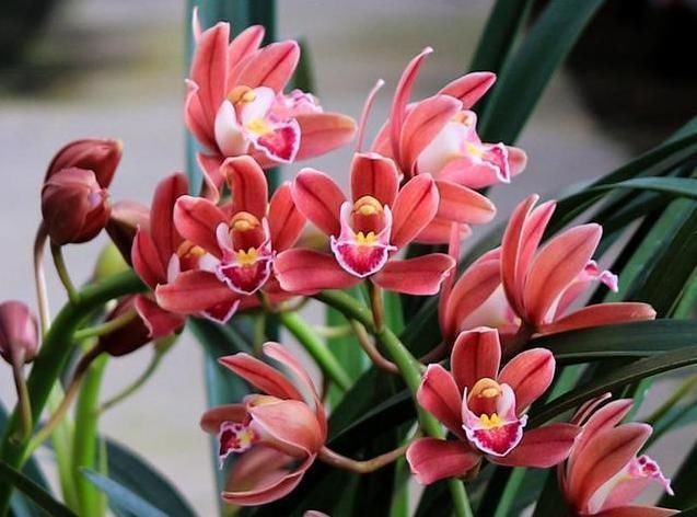 健壮|它是兰花极品,比玫瑰好看,比茉莉还香,家里放一盆,满屋花飘香