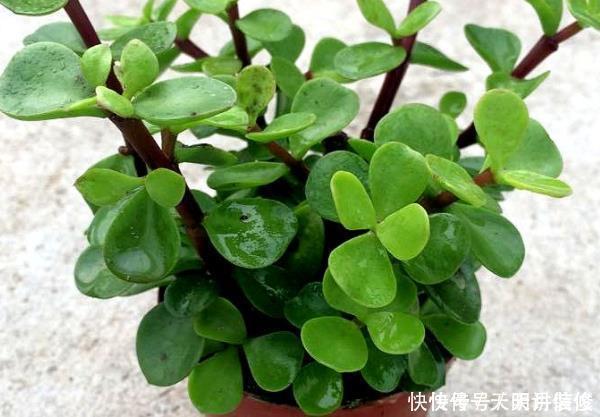 这4种花秋天开始疯长,拿起剪刀狠狠修剪,新枝条突突冒