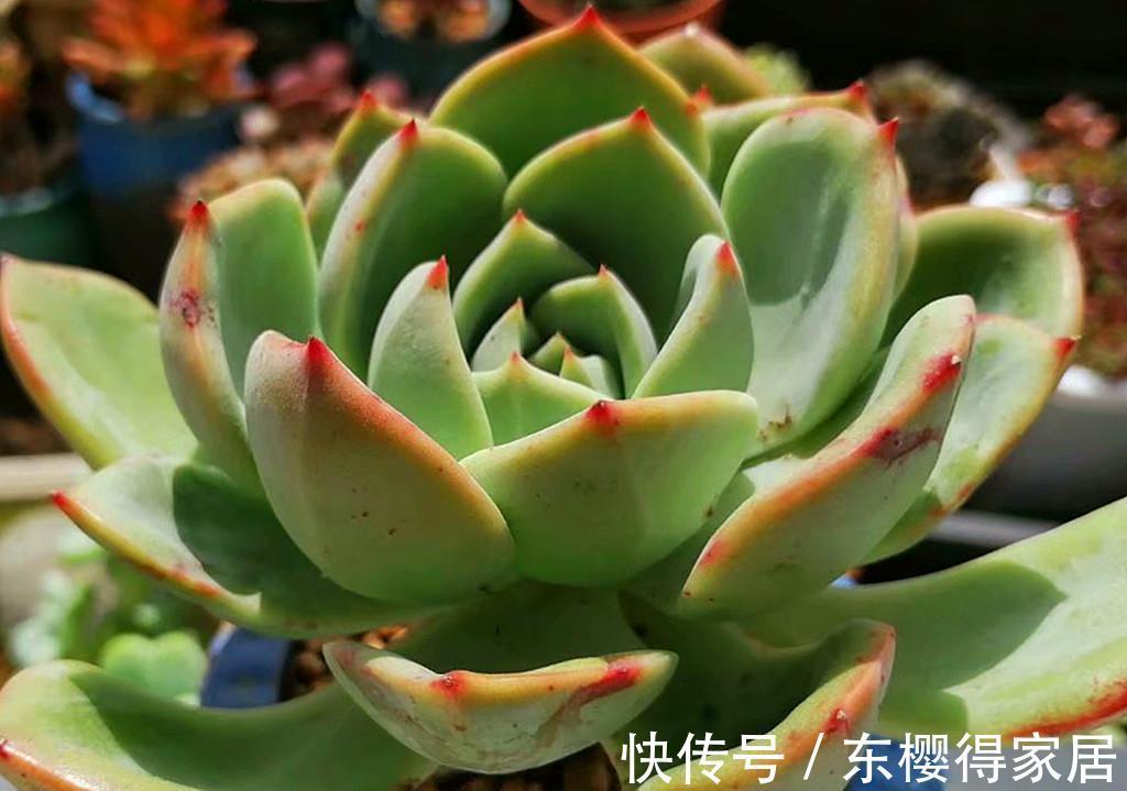 品种|养多肉费钱吗?这份省钱秘籍请收好,不费钱还会越养越开心