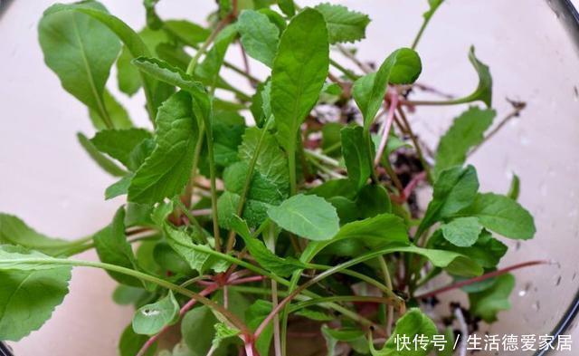 枝干|盆景多珍贵,爱花的人都知道,不小心枝干折损,我们该怎么办