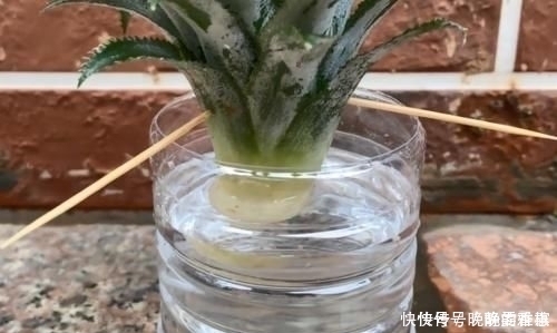 吃剩下的“菠萝头”不要扔,插3根牙签,放在家里太棒了,快学学