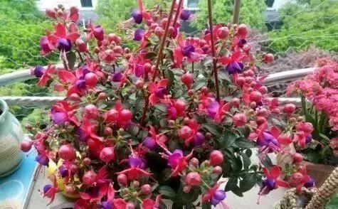 1种花,花型奇特,花期长,枝条插土10天能生根,比绿萝漂亮100倍