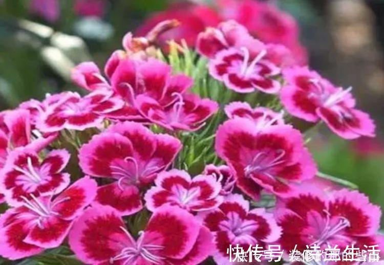 小花园|5种花漂亮又好养，比牡丹好看，阳台开花变温馨小花园