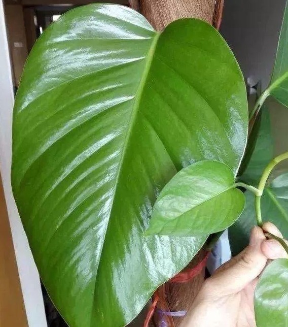 婆婆在家用绳子养绿萝，全家人都笑话，结果家里变成绿森林