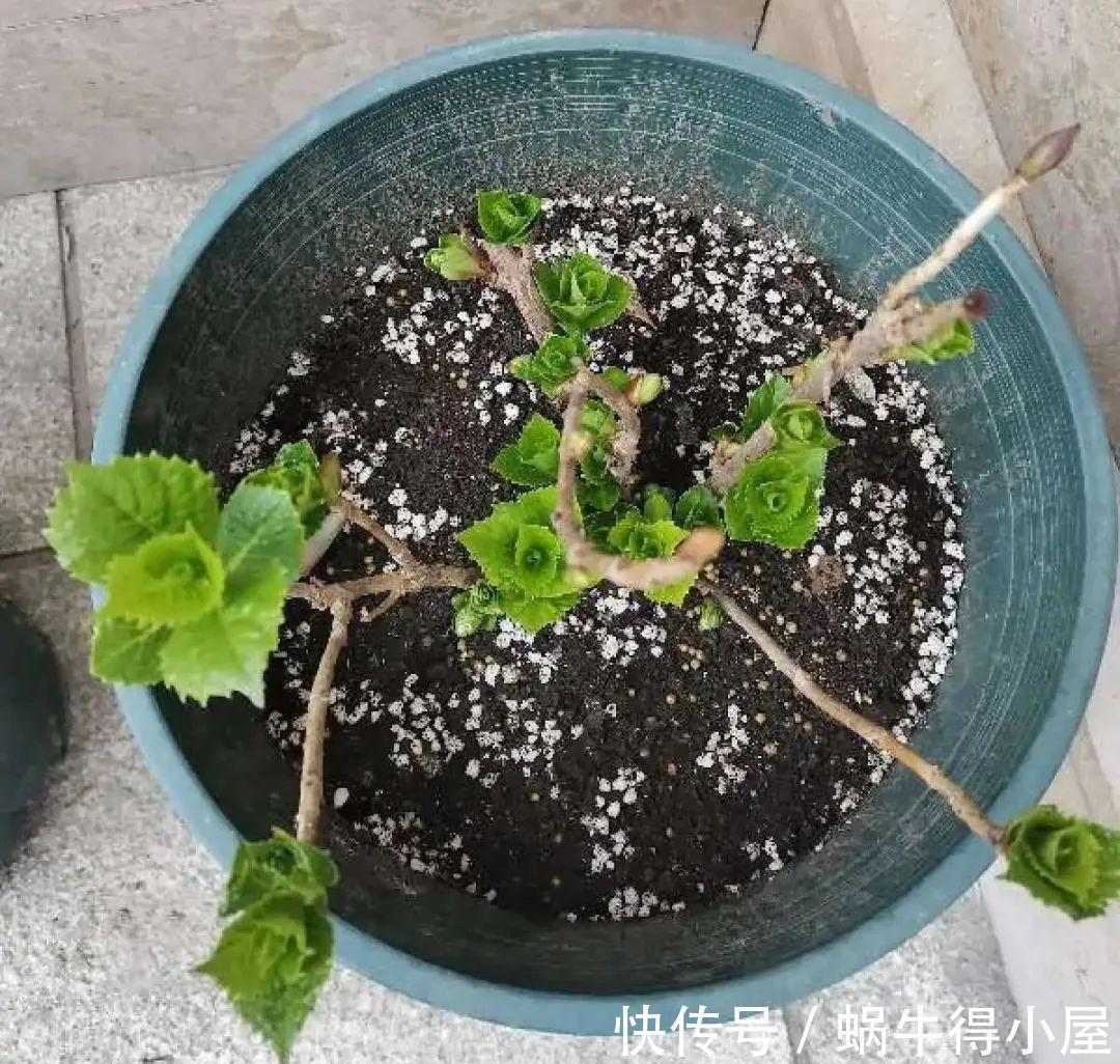 花苞|初秋8种花不能剪，轻则不开花，严重可能剩空盆