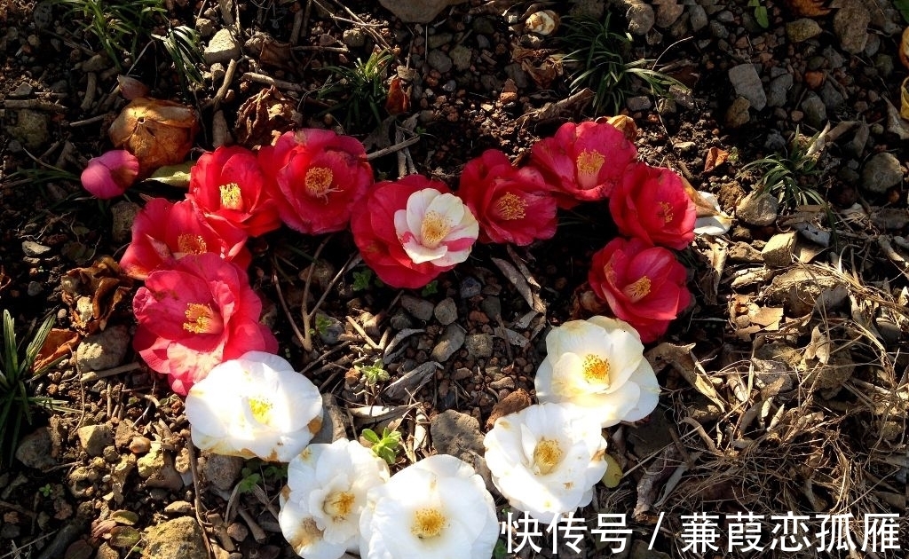 土壤|茶花有“三怕”，学会后不卷叶，开花多而艳