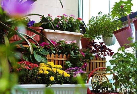 同样是在阳台养花,为什么别人养的那么好,我却养一盆死一盆
