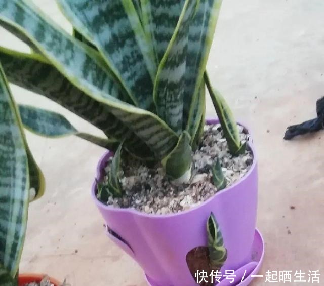 花上长了这个,再不换盆,就要憋死了!花上长了这个,再不换盆,就要憋死了!