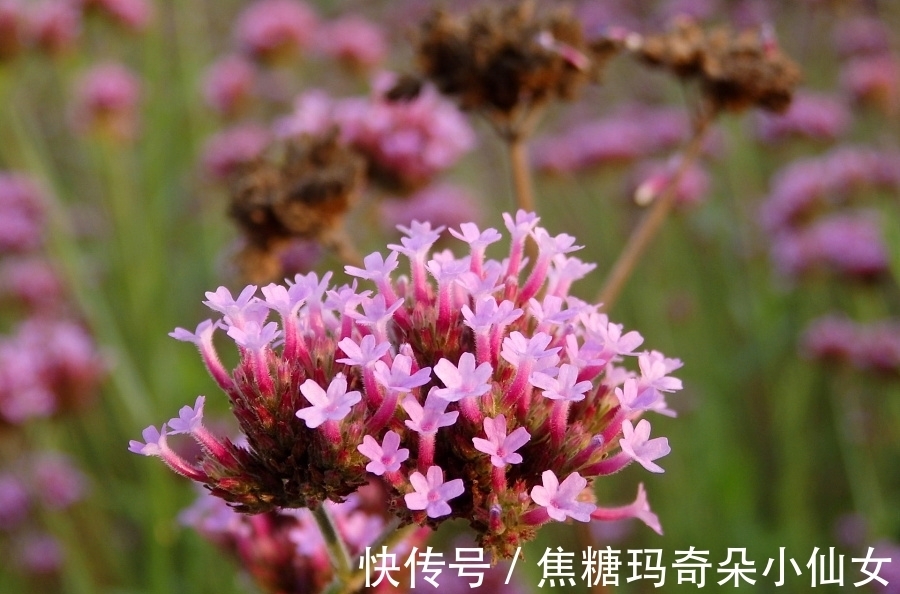 马鞭草|一种野草,为何常被插在垂危病人的床前?原来它被赋予了特殊功能