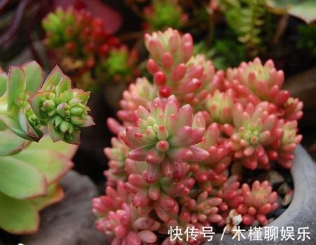 玉米石|一花一世界,一叶一菩提——奇花异草玉米石,玉米石长白山天池