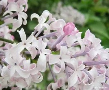 此花被称为天国之花,从古至今都备受宠爱,浑身散发着高贵的气息