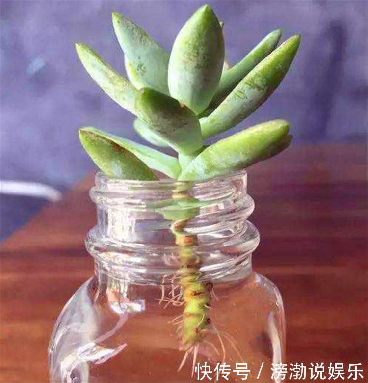 养护|多肉怕水其实错了!5个科属的多肉“水培”以后,会长得更好
