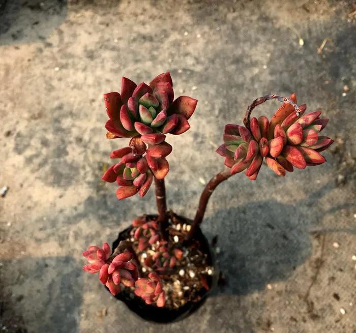 多肉中的红仙子,叶片肥美又红艳,长成老桩很轻松,太漂亮了