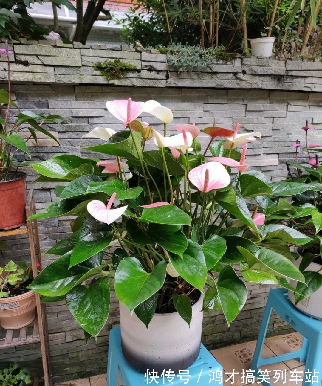 这6种花,是净化空气的小能手,为了健康,家里一定要放一盆