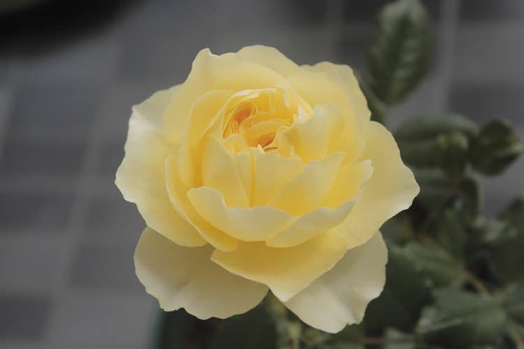 茶花|喜欢养花,不如养盆切朱,花叶俱美,四季开花,盆栽养花选它