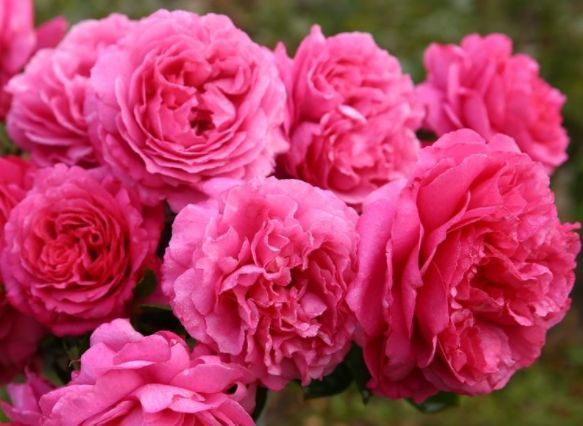 家里养此款花卉，便宜又好养，花儿轻松开爆盆，适合阳台盆栽