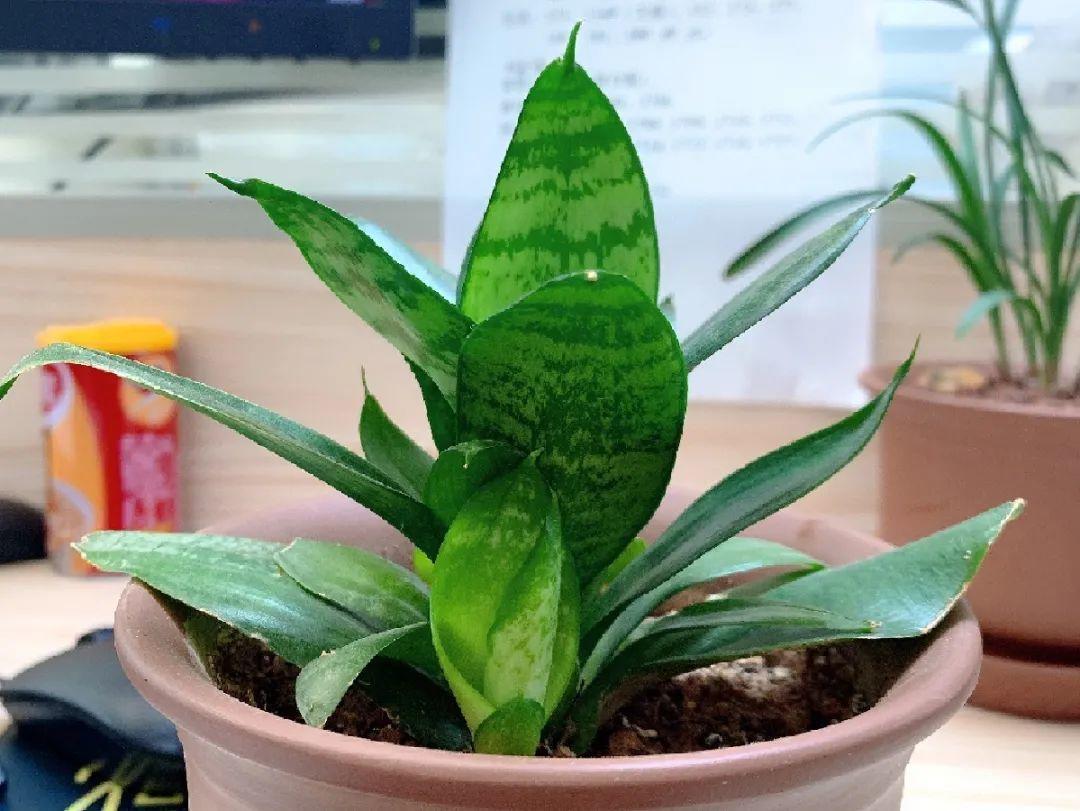 龟背竹是“吸废气”高手,家里放一盆,门窗紧闭也能空气清新!