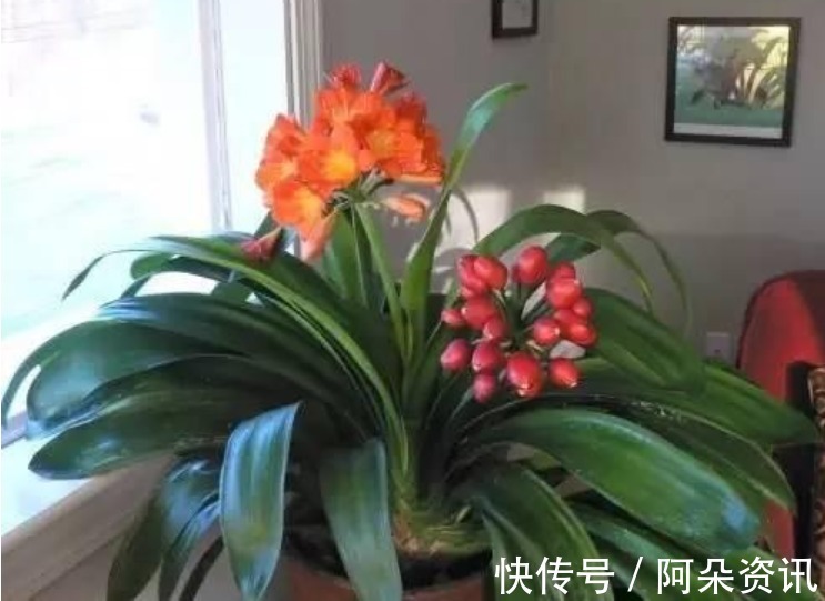 根系|君子兰这样养，一年开花多次，掌握方法很重要！