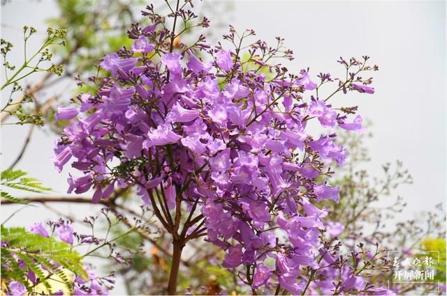 保山花路：光影交错中透出的一条蓝色花海