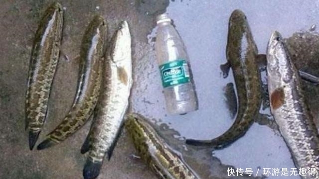 过瘾|到了六月,黑鱼我就喜欢这样钓,三天两头钓一次,特过瘾