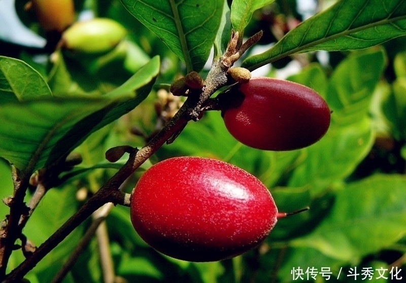 排毒养颜|对女人最好的水果,每天当零食吃几颗,淡化色斑,脸色更红润