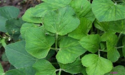 健康|每天不妨多吃3种食物,营养丰富、延缓衰老,早吃早健康!