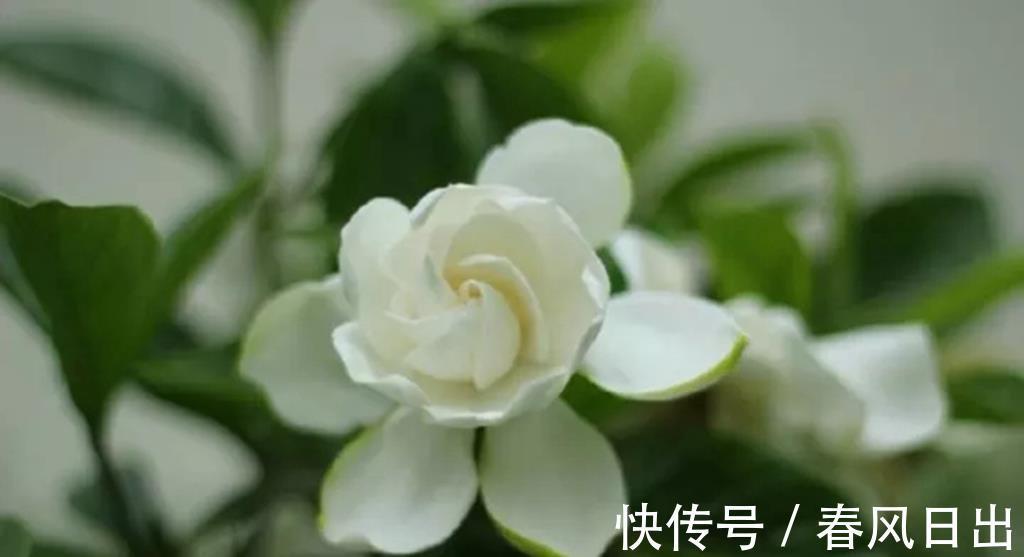 花苞|栀子花不开花，2个根源要明白，别踩雷，开花一茬又一茬