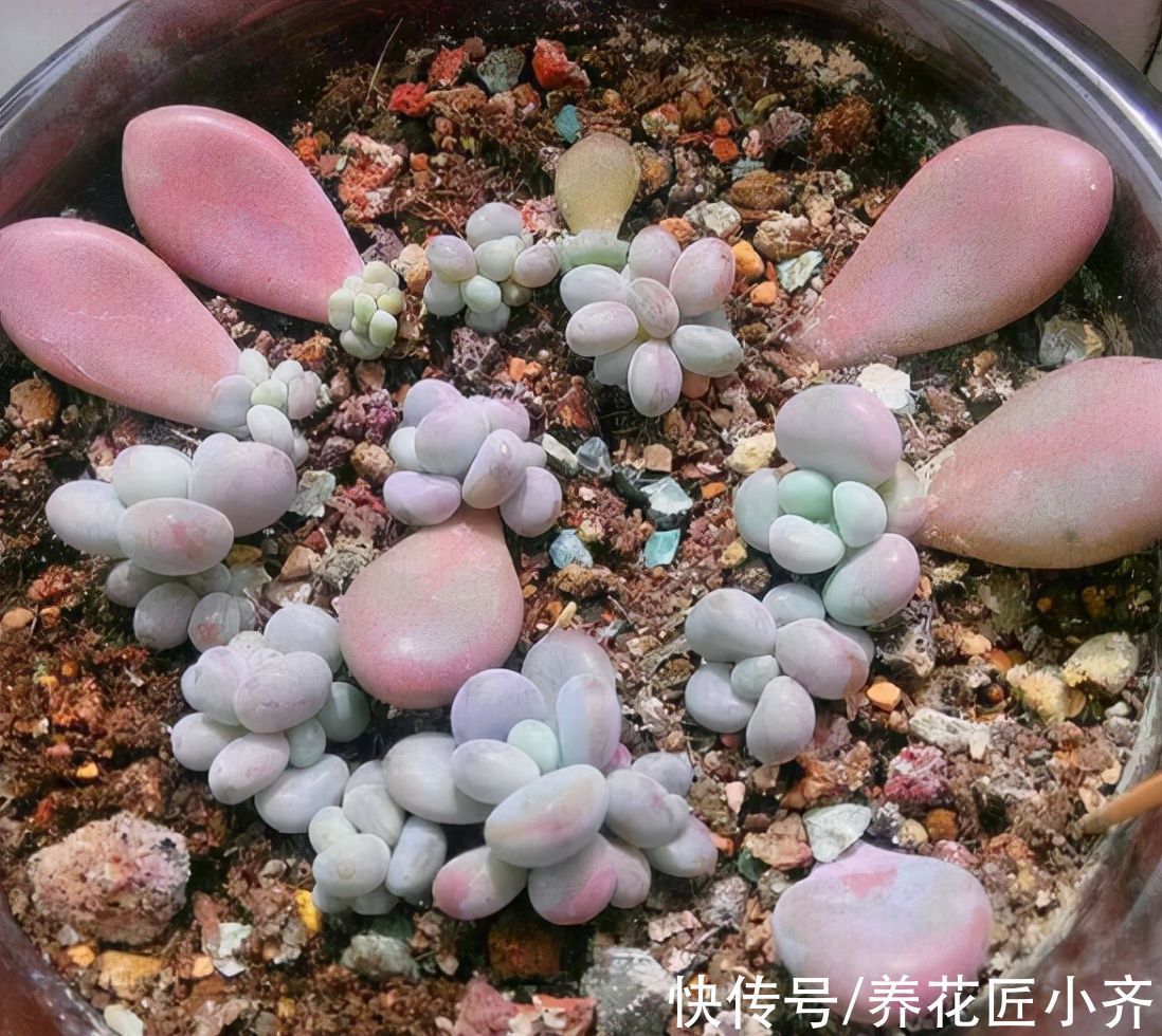 冬天能不能叶插多肉?只要达到2个“条件”,比春季扦插长得好